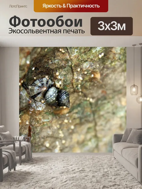 Фотообои Улитка