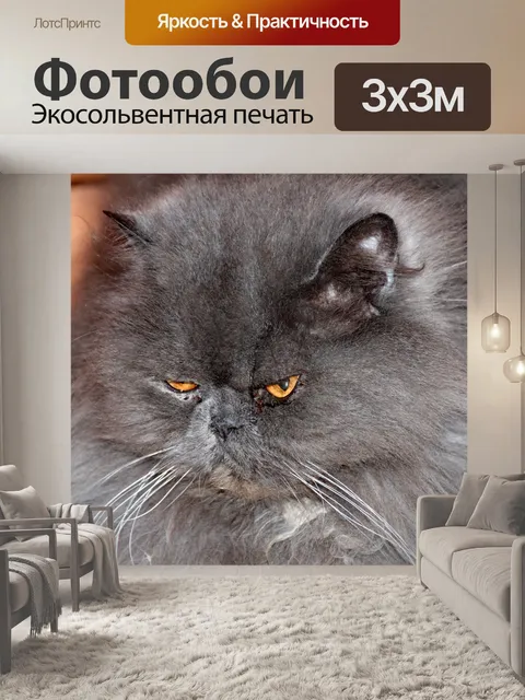 Фотообои Кот