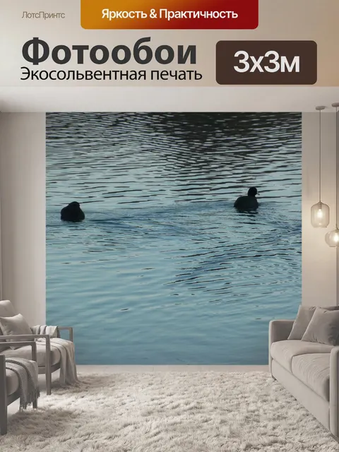 Фотообои Два американских Coots