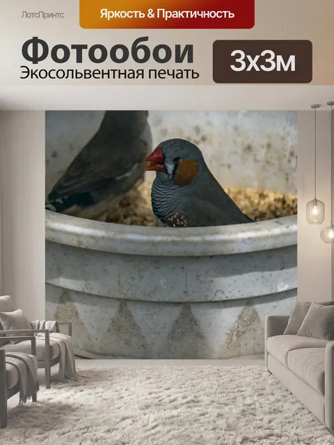 Фотообои Зебра Финч