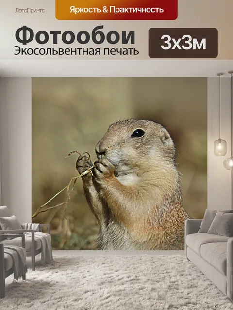 Фотообои Луговая собачка