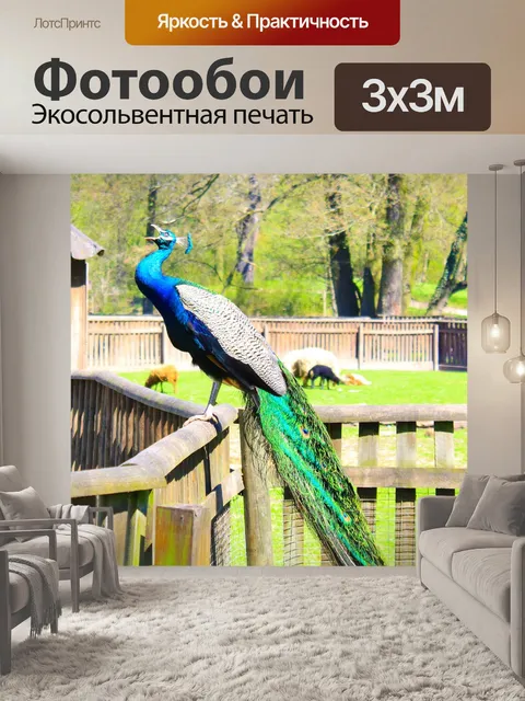 Фотообои Павлин