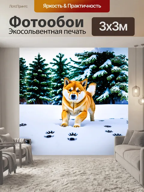 Фотообои сиба ину, играя в снежной корке, оставляя следы на белом пушистом снегу, сверкает на фоне сосен, покрытых…