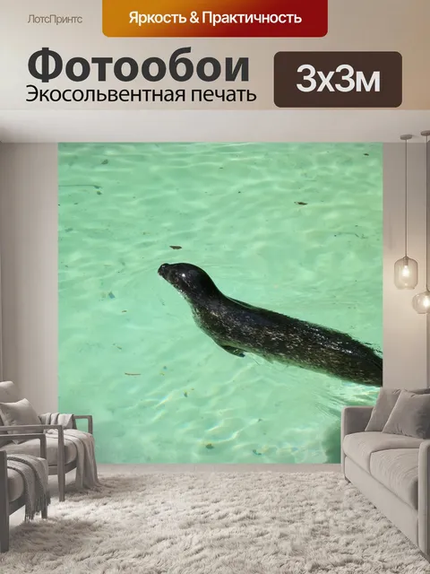 Фотообои Морской лев