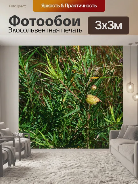 Фотообои узколистный хлопковый кустарник