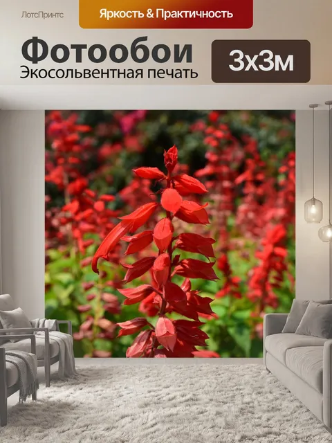 Фотообои Шалфей
