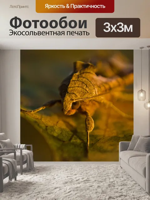 Фотообои Серая зерновая совка