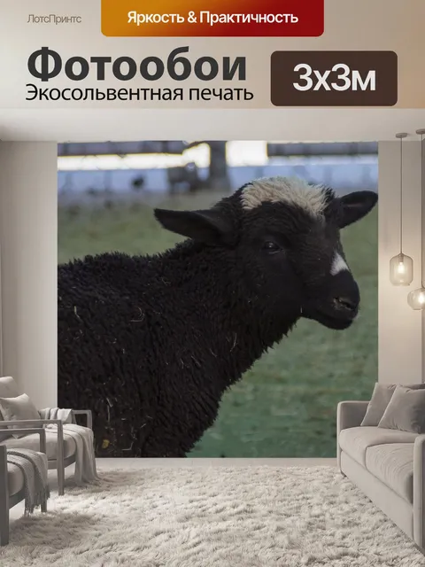 Фотообои ягненок