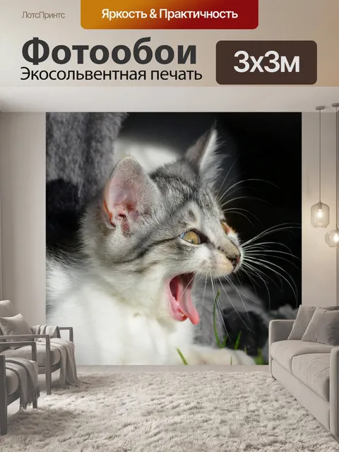 Фотообои Кот