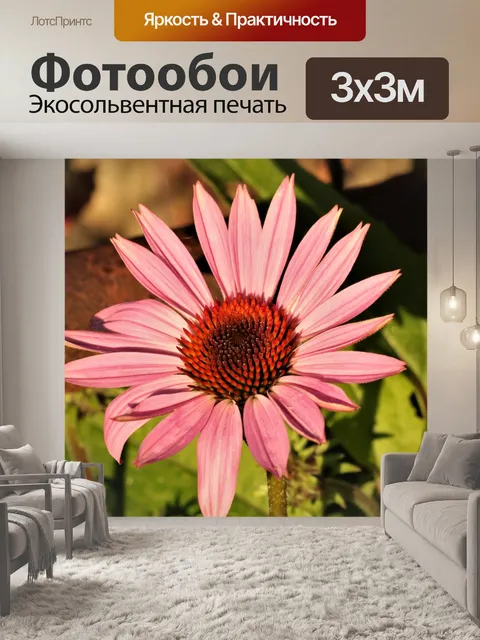 Фотообои Розовый Василек крупным планом