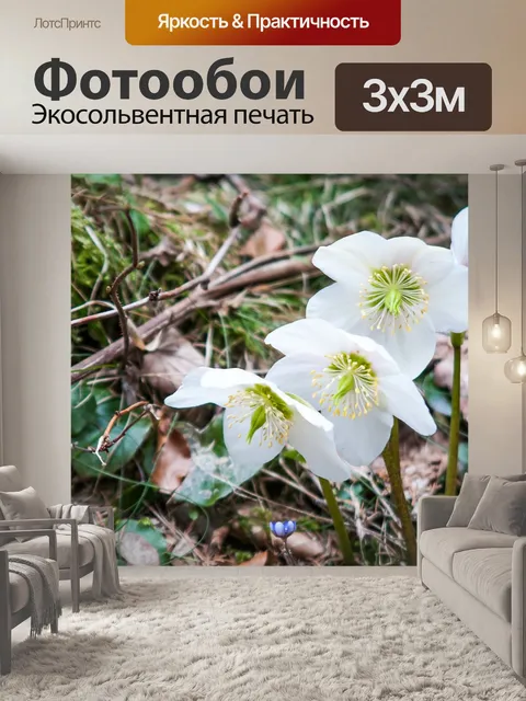 Фотообои Рождественская роза