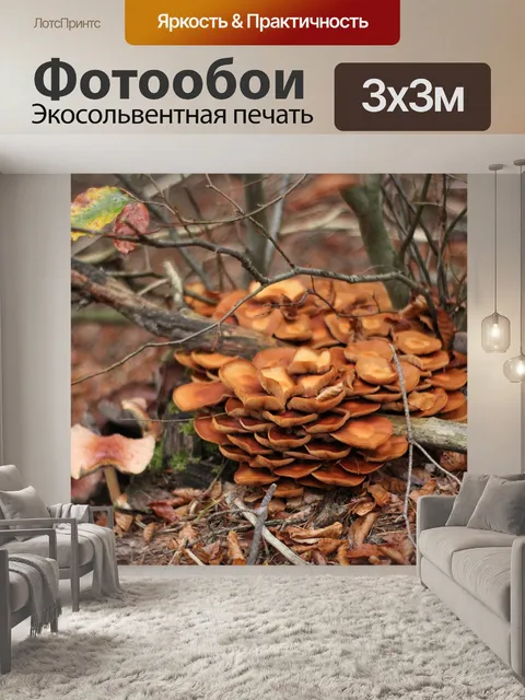 Фотообои Грибы