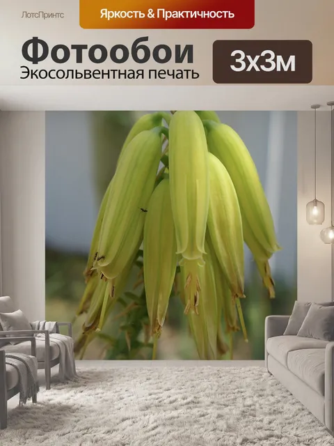 Фотообои Красота