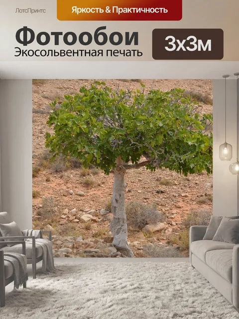 Фотообои Смоковница