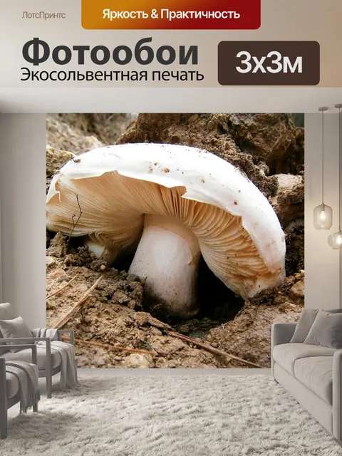 Фотообои Гриб