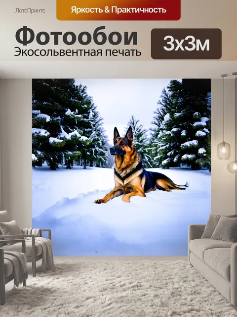 Фотообои на фоне заснеженного леса немецкая овчарка лежит среди пушистых снежных сугробов, обрамленная зимними соснами