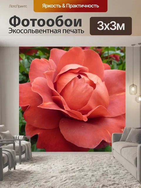 Фотообои Роза