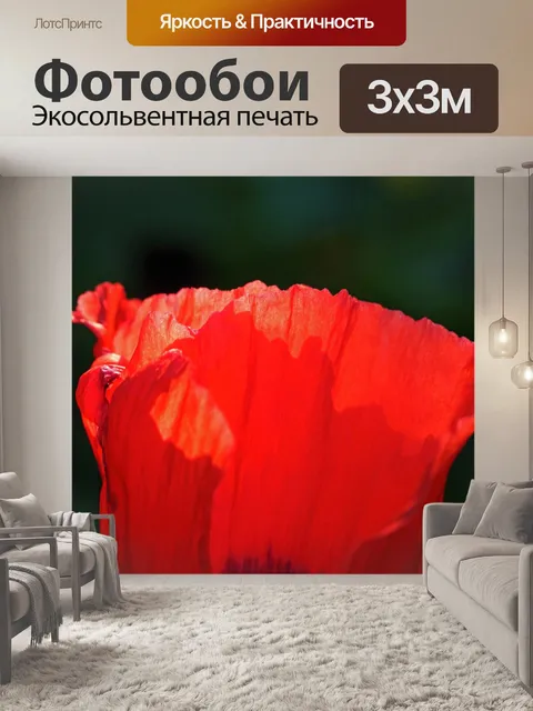 Фотообои крупным планом нежный красный мак