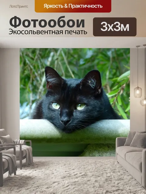 Фотообои Черный кот