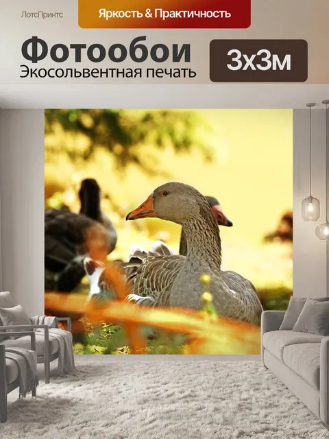 Фотообои Ducks