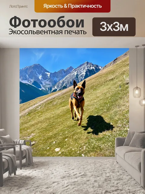 Фотообои горы альп, где бельгийская овчарка малинуа с восторгом мчится по склону, ощущая свежий горный воздух