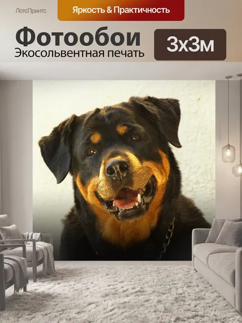 Фотообои Ротвейлер