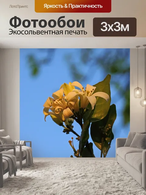 Фотообои гроздь апельсинового цветка жессамина
