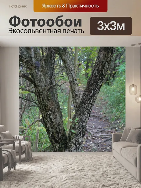 Фотообои Боярышник дерево вдоль тропы