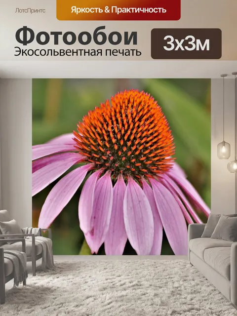 Фотообои Профиль Pink Coneflower