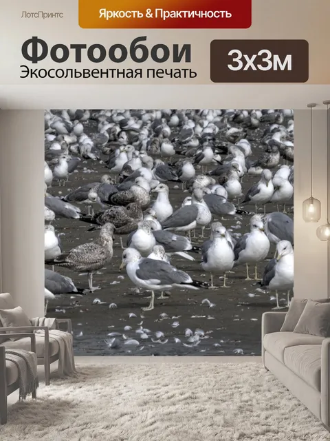 Фотообои колония чайков