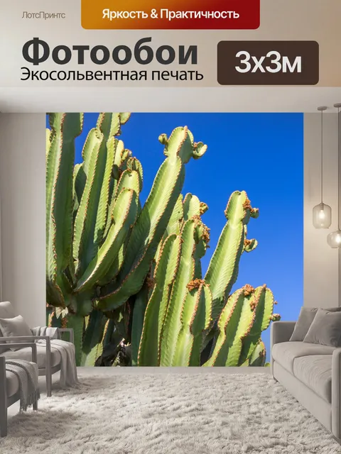 Фотообои Кактус против голубого неба
