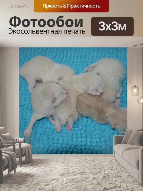 Фотообои Котята сладких кошек