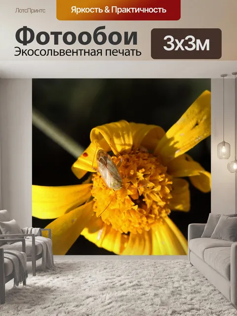 Фотообои светлый жук на ромашке
