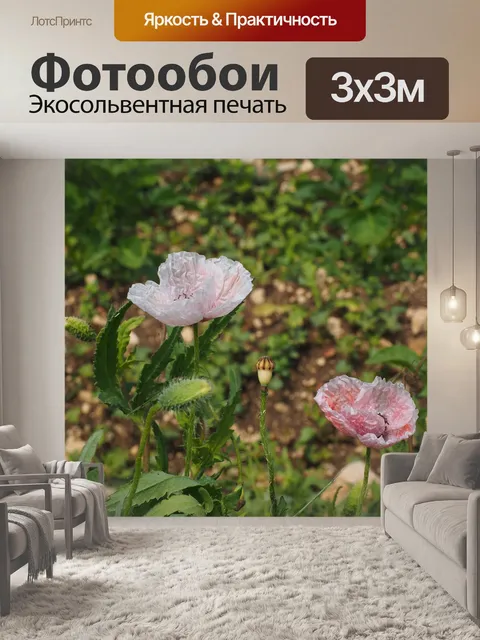 Фотообои Цветы мака