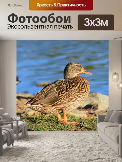 Фотообои Утка
