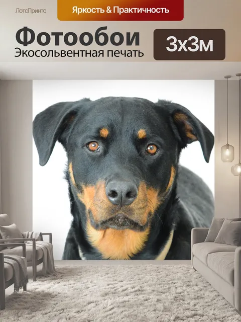 Фотообои Ротвейлер
