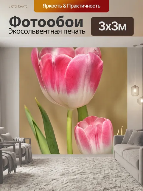 Фотообои Два розовых и белых тюльпана крупным пла