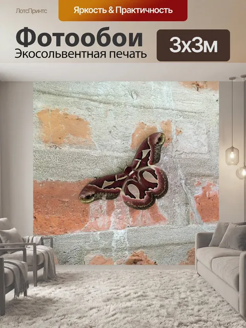 Фотообои Бабочка