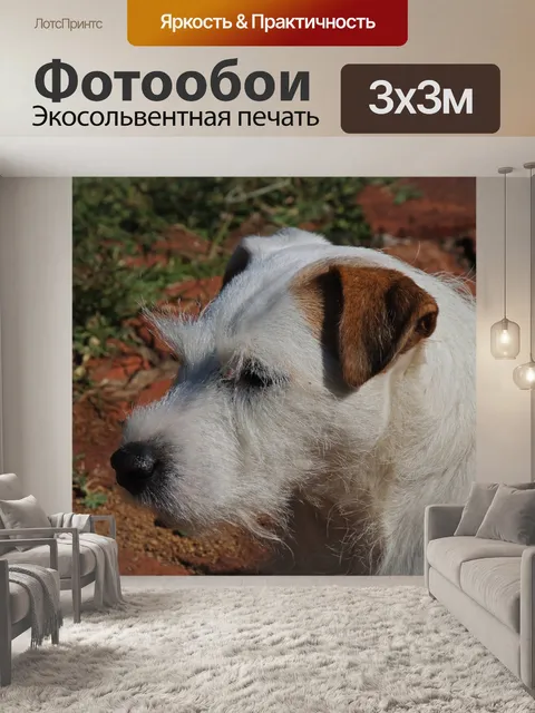 Фотообои белые Парсонс Джек Рассел на солнце
