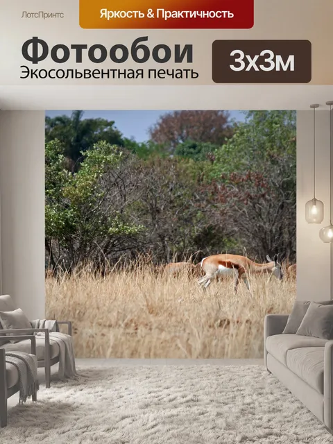 Фотообои Спрингбак в сухой траве