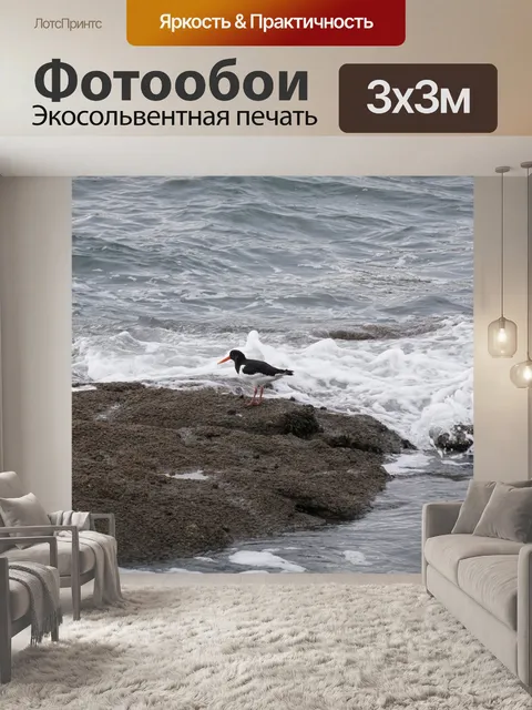 Фотообои Птица кулик-сорока