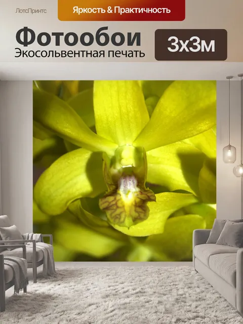Фотообои Фото цветка орхидеи