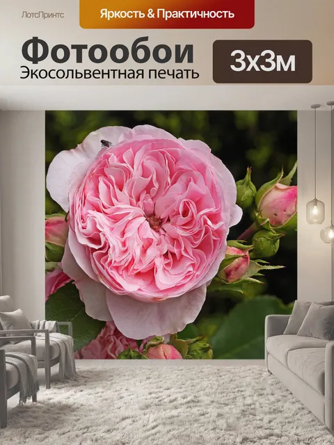 Фотообои Кустовая роза