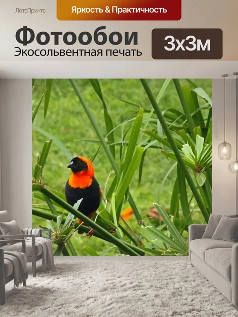 Фотообои южная красная епископская птица