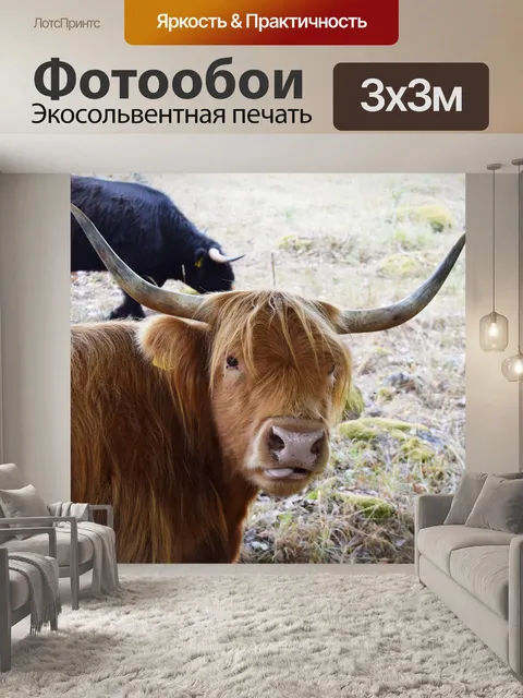 Фотообои Шотландский хайленд корова