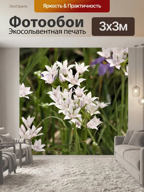 Фотообои Маленькие белые полевые цветы весной