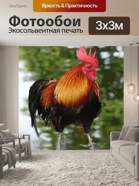Фотообои Петух