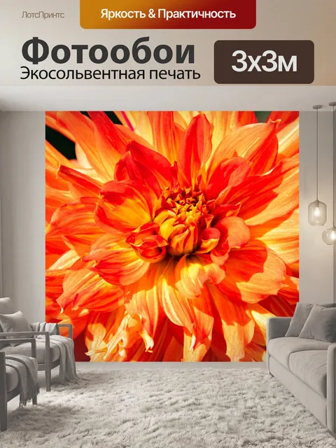 Фотообои Георгин, цветок, крупный план, флора