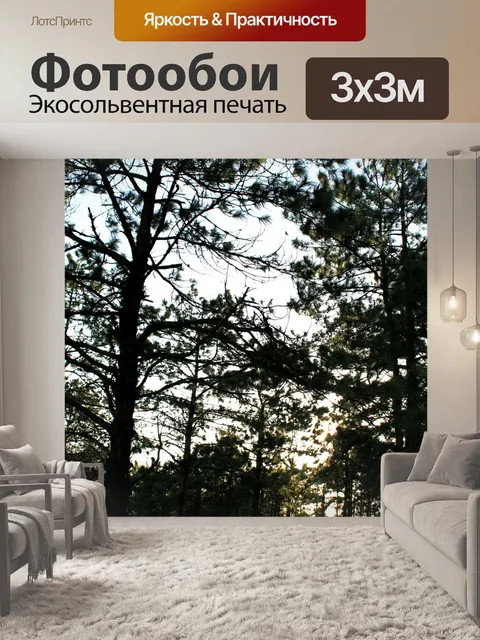 Фотообои Природа соснового леса в Фу Руа