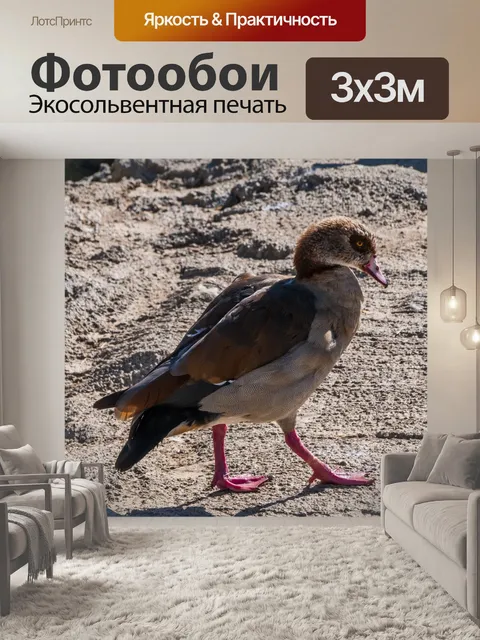 Фотообои Египетский гусь